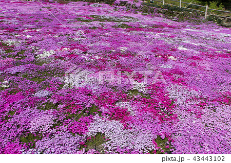 國田家の芝桜/岐阜県郡上市 國田家の芝桜/岐阜県郡上市 43443102