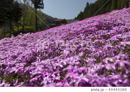 國田家の芝桜/岐阜県郡上市 國田家の芝桜/岐阜県郡上市 43443160