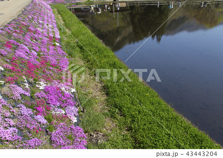 國田家の芝桜／岐阜県郡上市 43443204