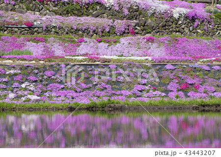 國田家の芝桜／岐阜県郡上市 43443207