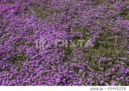 國田家の芝桜/岐阜県郡上市 國田家の芝桜/岐阜県郡上市 43443228