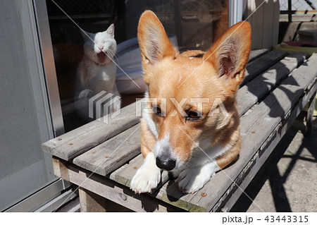 犬と猫 43443315