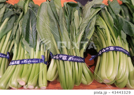 小松菜 小松菜 43443329
