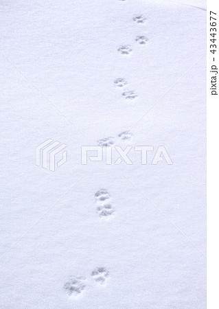 雪原に残るタヌキの足跡の写真素材