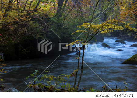 秋の奥入瀬渓谷絶景 43443771