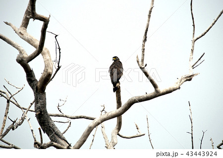Crested serpent eagle at Kumana national park Sri  43443924