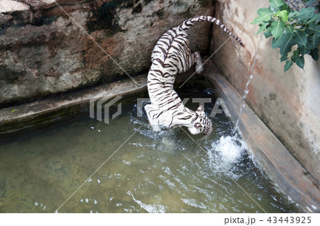 White tiger in zoo – Bengal tiger 43443925