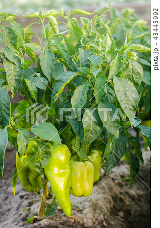 bushes of yellow / green pepper grows in the field 43443992
