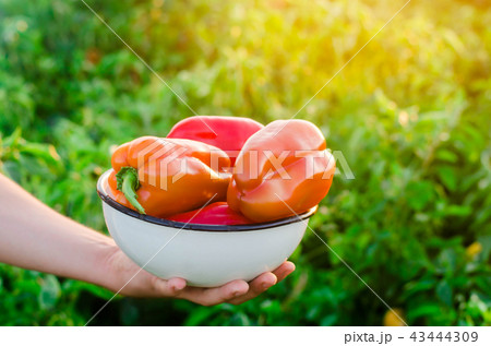 the farmer is holding pepper in his hands.  43444309