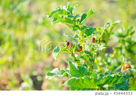 The Colorado potato beetles (Leptinotarsa The Colorado potato beetles (Leptinotarsa 43444333