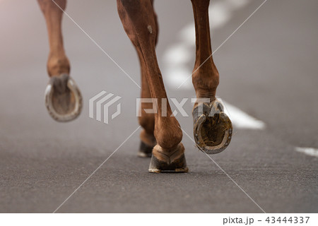 The horse runs on the asphalt road The horse runs on the asphalt road 43444337