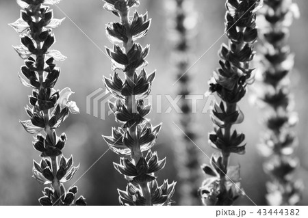 Black and white flowers of salvia 43444382