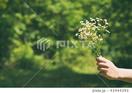Bunch of small daisies in hand on green background 43444393