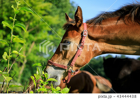 Portrait of the foal in summer Portrait of the foal in summer 43444438