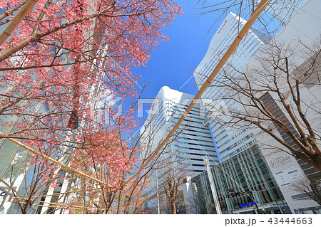 みなとみらいの河津桜 43444663