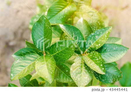 fertilizing trees and bushes fertilizing trees and bushes 43445441