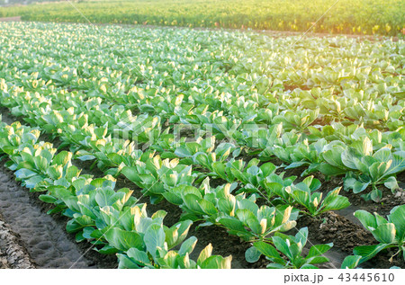 cabbage plantations grow in the field. cabbage plantations grow in the field. 43445610