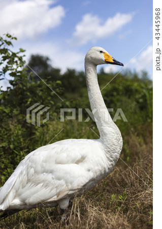 ハクチョウ 43445968