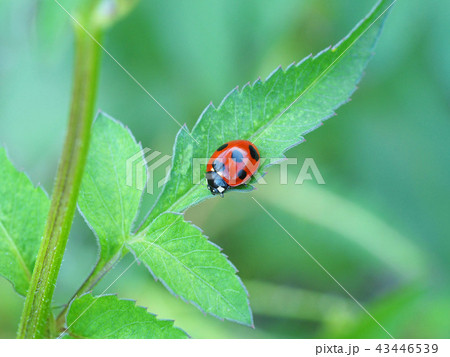 ナナホシテントウ 43446539