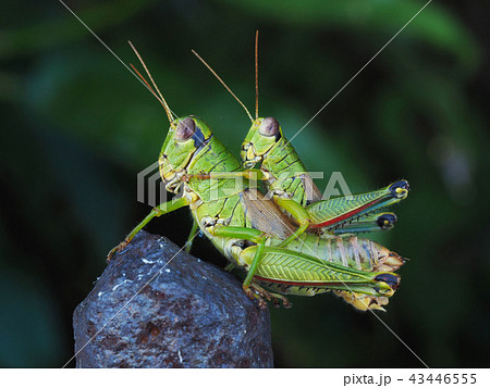ヤマトフキバッタ ヤマトフキバッタ 43446555