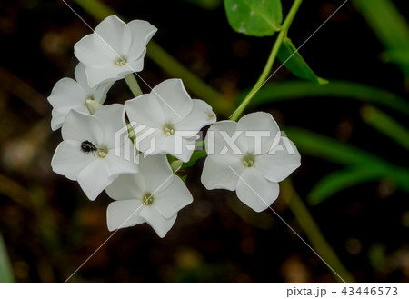 フロックス フロックス 43446573