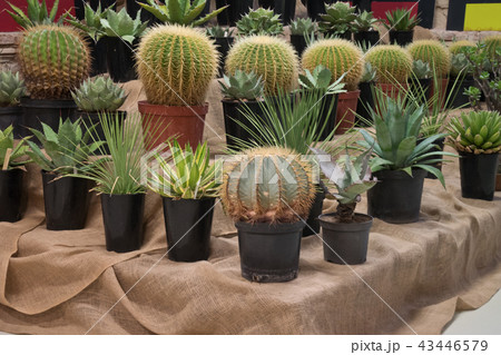 A aollection of cactusses in the planters 43446579