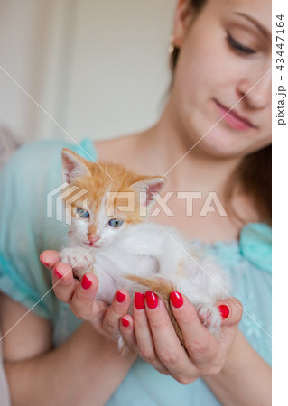 Close up of cute kitty in woman's hands. 43447164