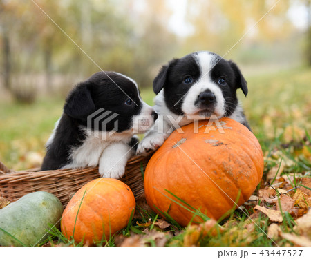 corgi puppies dogs with a pumpkin on an autumn  43447527