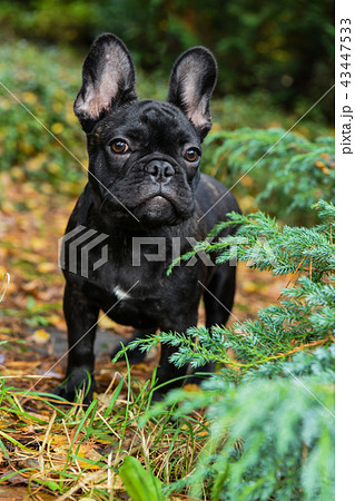 black French bulldog puppy black French bulldog puppy 43447533