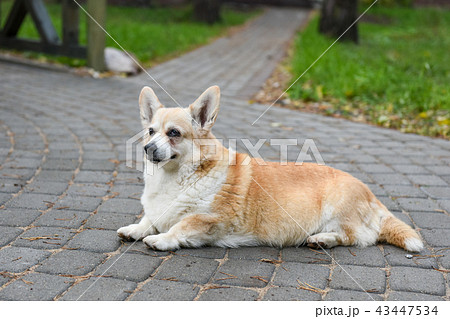 corgi dog portrait corgi dog portrait 43447534