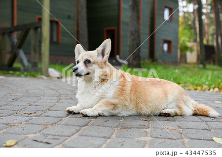 corgi dog portrait 43447535