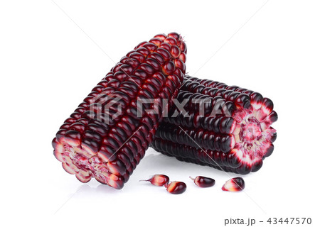 raw purple corn isolated on white background 43447570