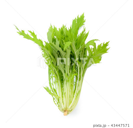 fresh mizuna vegetable isolated on white  43447571