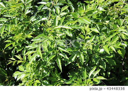 真夏のシマトネリコ 43448336