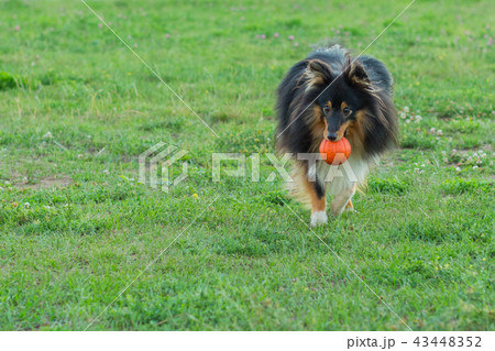 Black sheltie playing with orange bal Black sheltie playing with orange bal 43448352