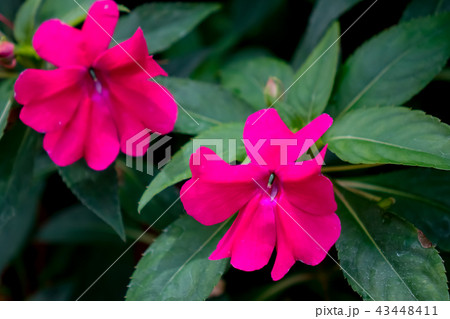 インパチェンス インパチェンス 43448411