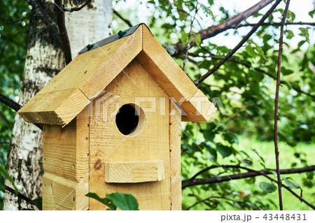 Wooden birdhouse on a birch tree in the forest in summer 43448431