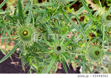 アメリカオニアザミ 43448562