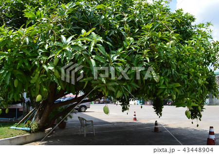 パパイヤの木 (アユタヤ/タイ) パパイヤの木 (アユタヤ/タイ) 43448904