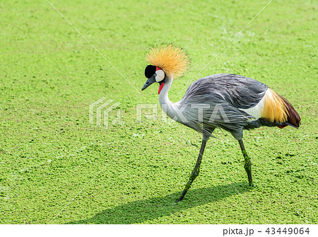 Grey crowned crane or Balearica regulorum Grey crowned crane or Balearica regulorum 43449064
