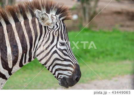 Close up zebra's head 43449065
