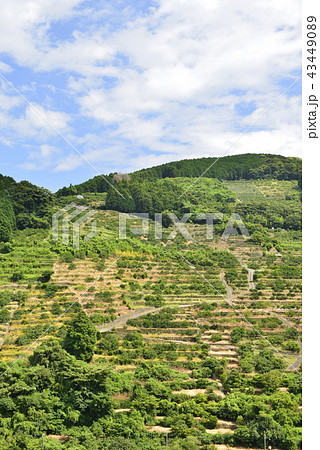 【長崎県　諫早市】多良見のミカン畑 43449089