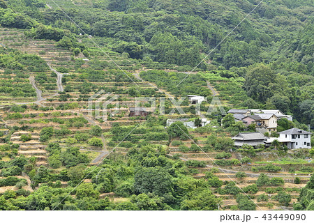 【長崎県　諫早市】多良見のミカン畑 43449090