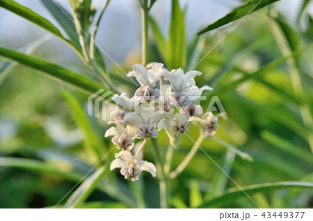 フウセントウワタの花 43449377