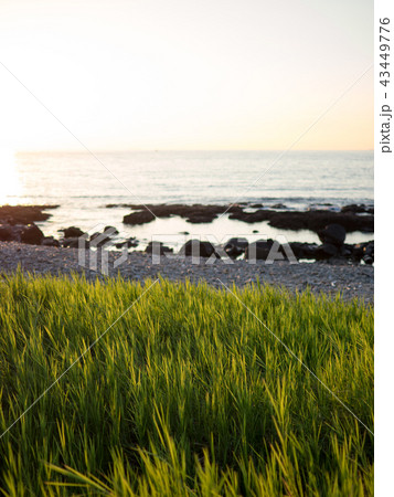 Grass on a beach Grass on a beach 43449776