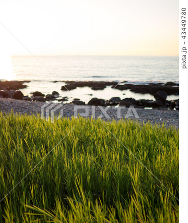 Grass on a beach 43449780