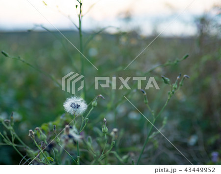 Fruits of Lactuca indica 43449952