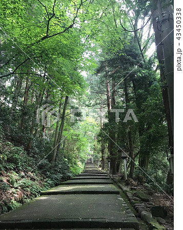 白山比咩神社（加賀一の宮）参道の緑 43450338