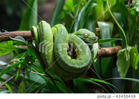 Green Tree Python, Morelia viridis 43450439