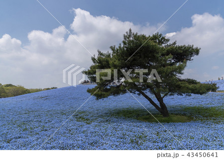 Nemophila flowers garden at Hitashi seaside park 43450641